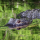 An alligator in Florida maintains a low profile, hoping not to get tossed onto a roof.